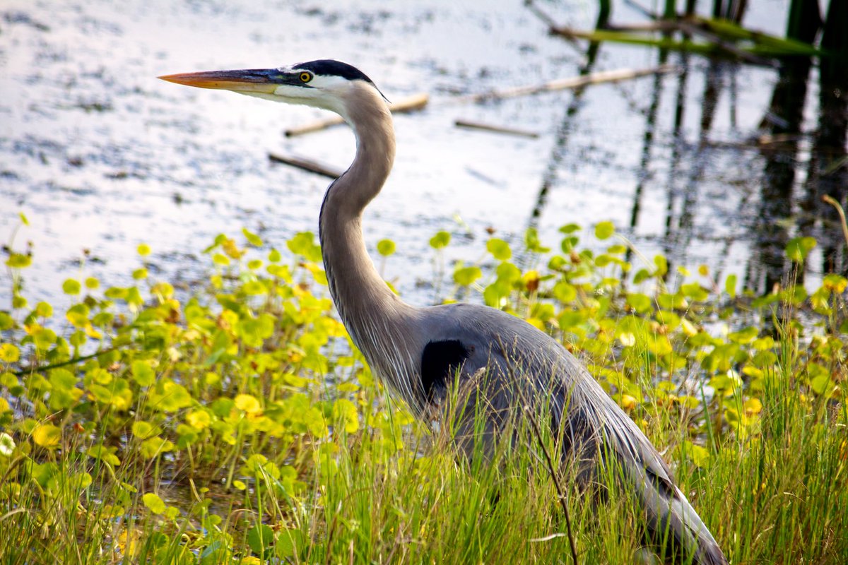 USFWS's tweet photo. We’re celebrating wildlife big &amp; small on #NationalWildlifeDay! Take time to go outside, relax, &amp; explore nearby nature. What are your favorite fishes, plants, &amp; animals? Photos: Polar bears, great blue heron, monarch butterfly, &amp; pallid sturgeon by USFWS https://t.co/QxTSPfhv0q
