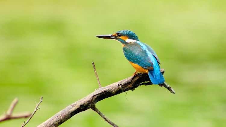 classy_shoot's tweet photo. A bird is known by his feathers... 
#alcedo #eurasian #kingfisher #birdworld #kingfishersoftheworld #kingfisherbird #kingfisherbirds #naturephotography #wildlifeplanet #wildlifeonearth #birdperfection #kingbird #classyshoot ##perfectbirds #birdphotography #dhavalphotographyvalsad https://t.co/FBQY7pHSvM
