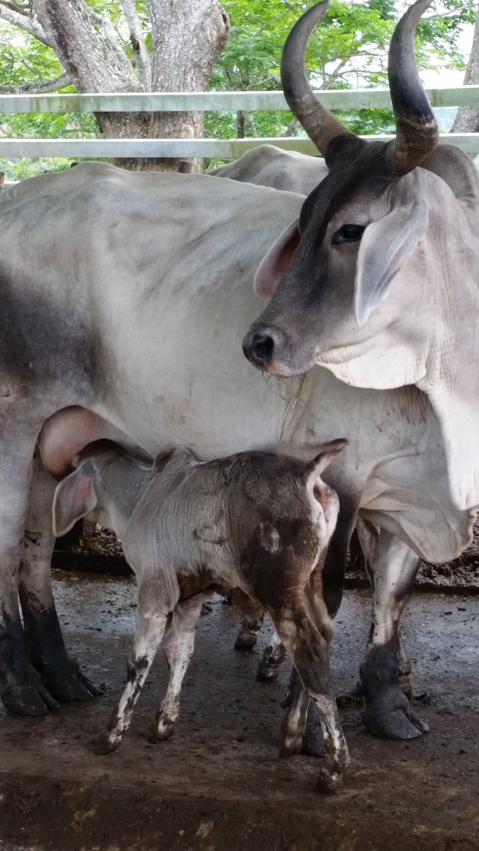 GANADO DOBLE PROPÓSITO (LECHE+CARNE)
Agro. El Hierro criamos Guzera desde 1973
Bueno de carne y bueno de leche
Instagram: <a href="/ganadof1/">Guzerá El Hierro - GANADO F1</a>
 Tel: 0414-9210724
