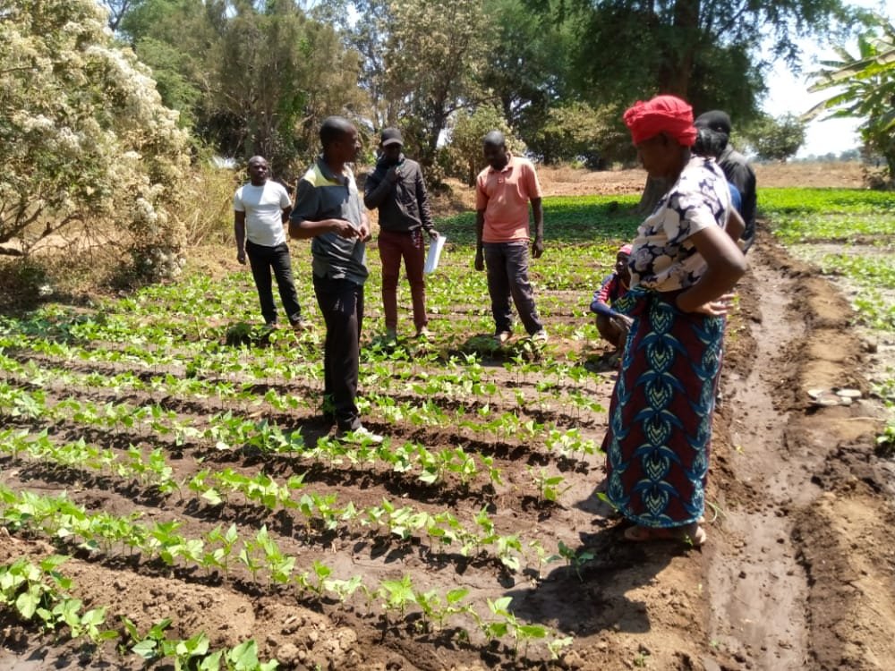 DorahEgunyu's tweet photo. @SNVworld @SNV_AGRI #common beans demo-plot established by one of the #CRAFT project partners - Rogimwa in Mbeya.
The plot demonstrates #ClimateSmartAgricultural practices #ImprovedVarieties #OrganicManure #FarrowIrrigation #IntegratedPestManagement @crafteastafrica https://t.co/tgbcgZc7QT