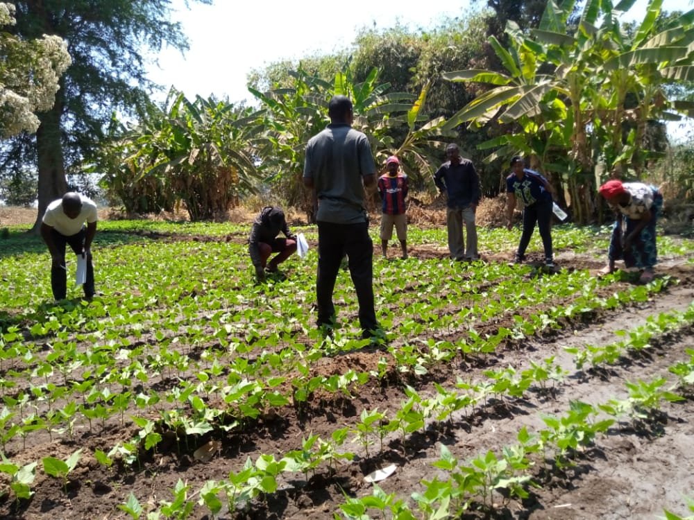 DorahEgunyu's tweet photo. @SNVworld @SNV_AGRI #common beans demo-plot established by one of the #CRAFT project partners - Rogimwa in Mbeya.
The plot demonstrates #ClimateSmartAgricultural practices #ImprovedVarieties #OrganicManure #FarrowIrrigation #IntegratedPestManagement @crafteastafrica https://t.co/tgbcgZc7QT