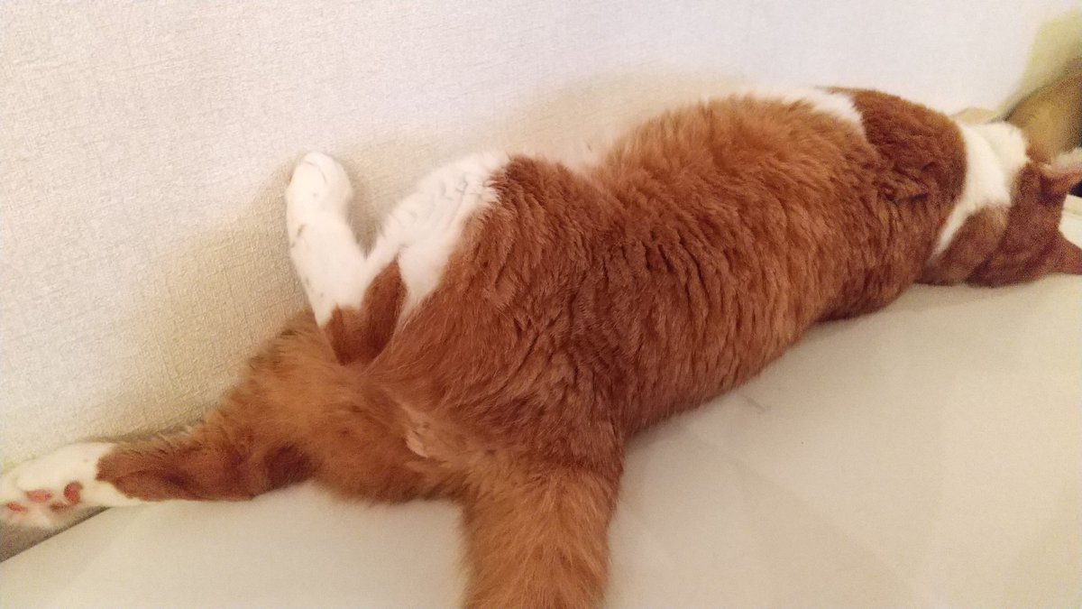 tami_tora's tweet photo. なぜか足あげて寝てる
#猫  #茶トラ  #たみお
#猫好きさんと繋がりたい 
#なんて
#言わないよ絶対 https://t.co/5Bi4GHPcuY