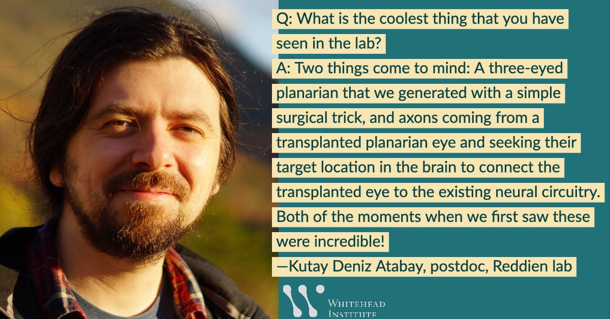 Meet Kutay Deniz Atabay @KutayDeniz, a postdoc in the Reddien lab investigating regeneration — including how neuronal circuits regenerate in various organisms such as planarians, a type of flatworm. Read the latest #WhiteheadPostdocProfiles Q&A: ow.ly/aFtQ50Bi4b4