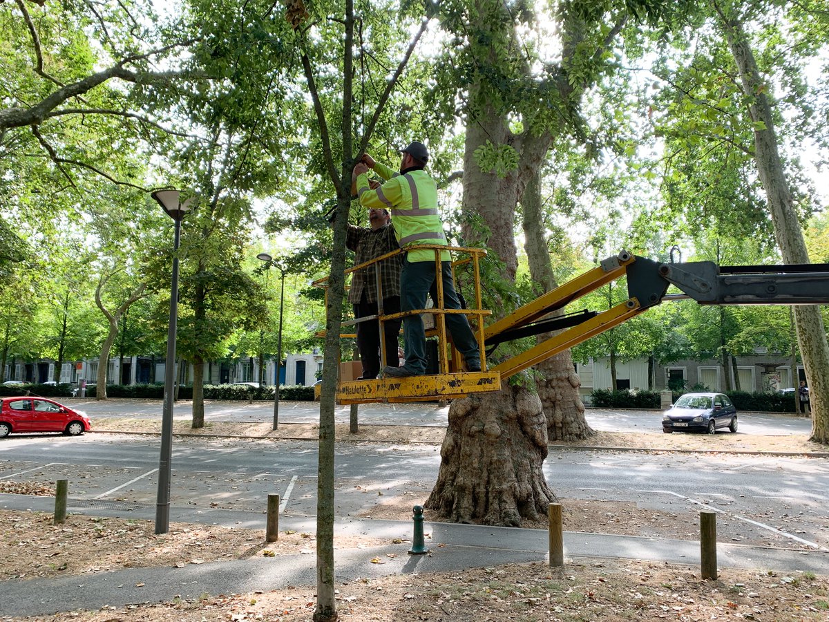 VilledeReims's tweet photo. (1/3) Début de la #métamorphose des basses #promenades ! Les 1ères actions ont débuté cette semaine, dédiées à la protection des oiseaux présents sur le site, avec l’installation de #nichoirs en lien avec la @LPOFrance. https://t.co/bGwyoMHMEd
