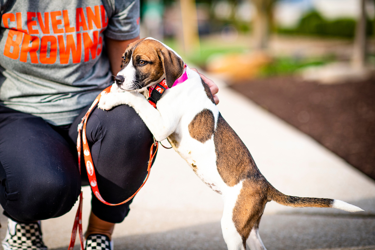 Browns's tweet photo. Meet Kevin Stefluffski 😍

This very good girl is new in town and looking for her own team to lead! 

Adopt her and more adorable pups through our 
@SugardaleFoods Puppy Pound! » https://t.co/G0WFRiphnq https://t.co/MA7X3jJhpg
