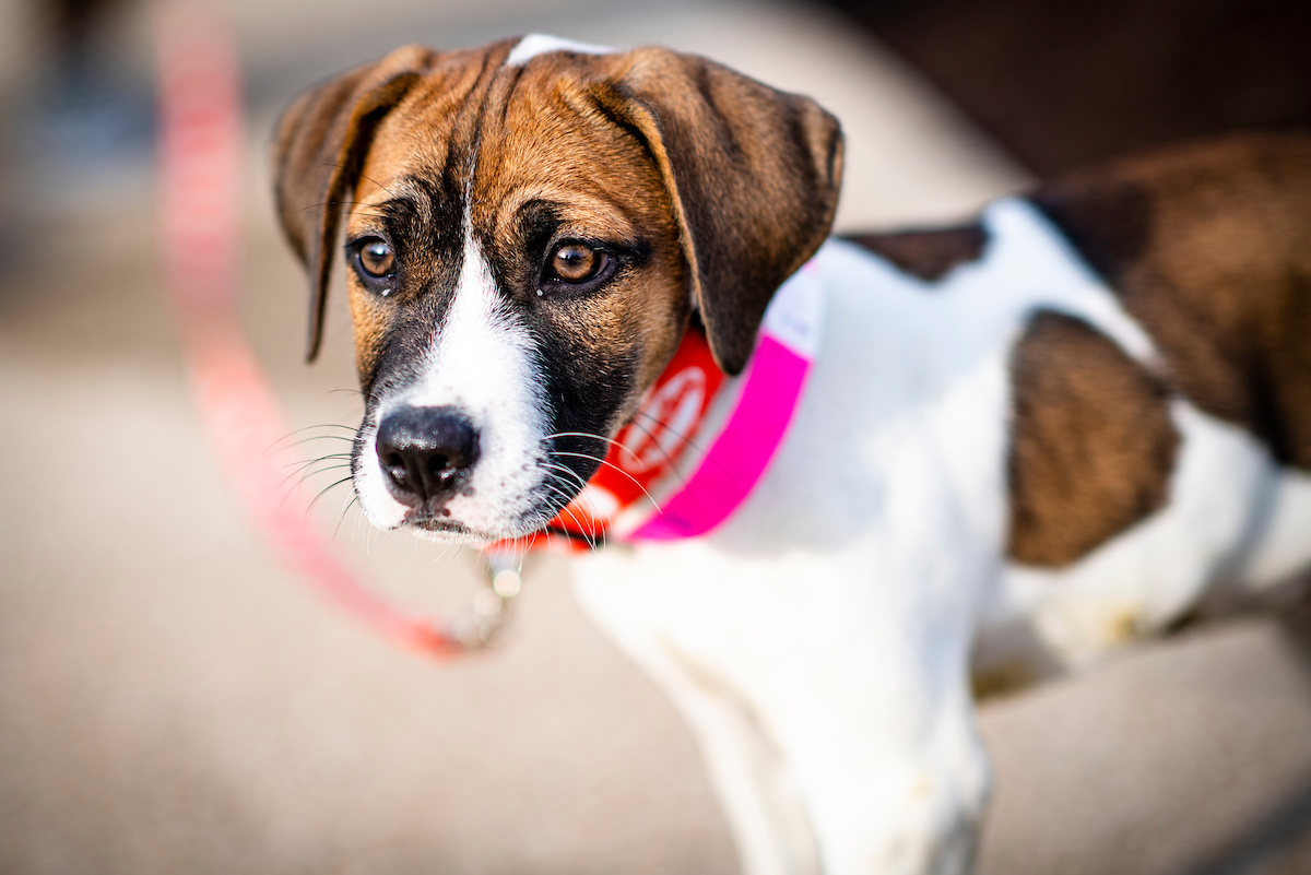 Browns's tweet photo. Meet Kevin Stefluffski 😍

This very good girl is new in town and looking for her own team to lead! 

Adopt her and more adorable pups through our 
@SugardaleFoods Puppy Pound! » https://t.co/G0WFRiphnq https://t.co/MA7X3jJhpg