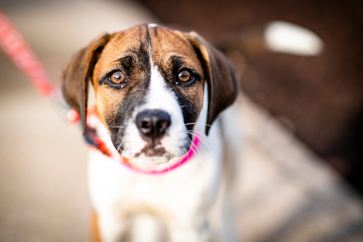 Browns's tweet photo. Meet Kevin Stefluffski 😍

This very good girl is new in town and looking for her own team to lead! 

Adopt her and more adorable pups through our 
@SugardaleFoods Puppy Pound! » https://t.co/G0WFRiphnq https://t.co/MA7X3jJhpg