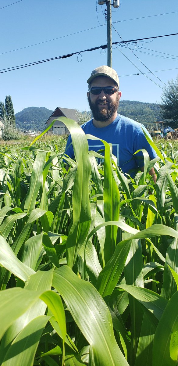Dairycrop's tweet photo. One of the rescue feeds we have used this year planted August 1st #bmrsorghumsudan
#bcforage #bcmilk https://t.co/mK9ASFTPsS