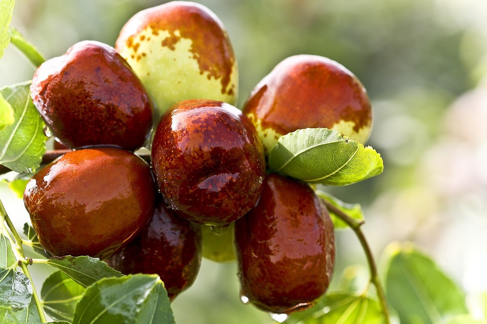 ItalAgro's tweet photo. Il Giuggiolo è una antica pianta da frutto che merita di essere riscoperta. Scopri come coltivarla!
https://t.co/HPUrEjsy9s
#fuoridiverde #giuggiolo #Zizyphussativa #Zizyphusjujuba https://t.co/42PGgoyIIM