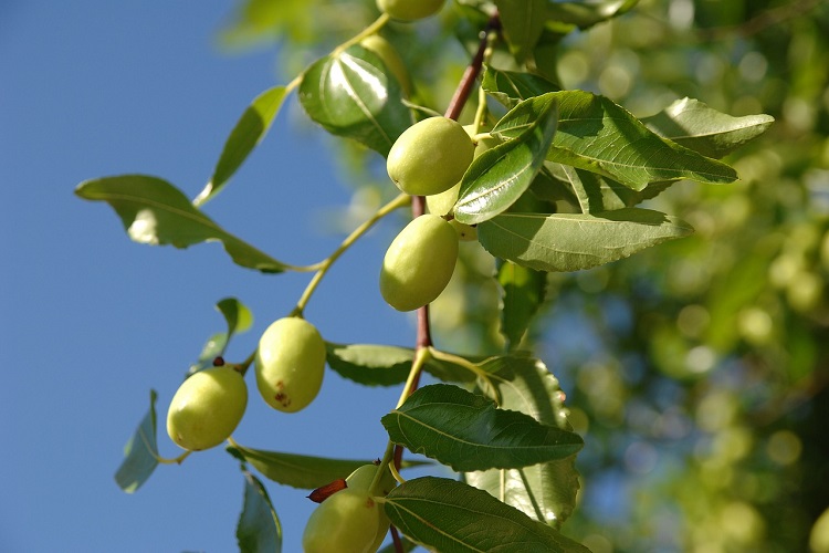 ItalAgro's tweet photo. Il Giuggiolo è una antica pianta da frutto che merita di essere riscoperta. Scopri come coltivarla!
https://t.co/HPUrEjsy9s
#fuoridiverde #giuggiolo #Zizyphussativa #Zizyphusjujuba https://t.co/42PGgoyIIM