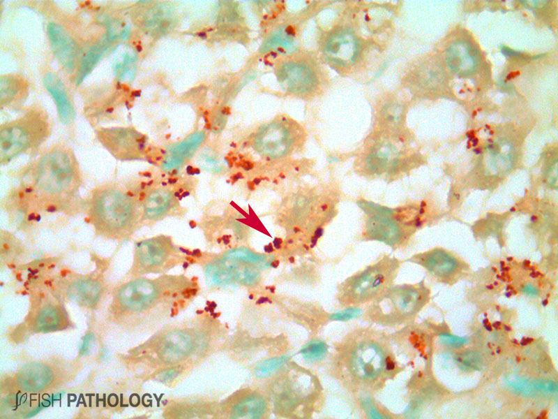 VehiceLab's tweet photo. Nueva actualización de "Toxicidad por cobre en peces" en #FishPathology. Para acceder al artículo completo haz click en el siguiente link: https://t.co/JdKdqPTb1s https://t.co/Z4PIlAQbTE