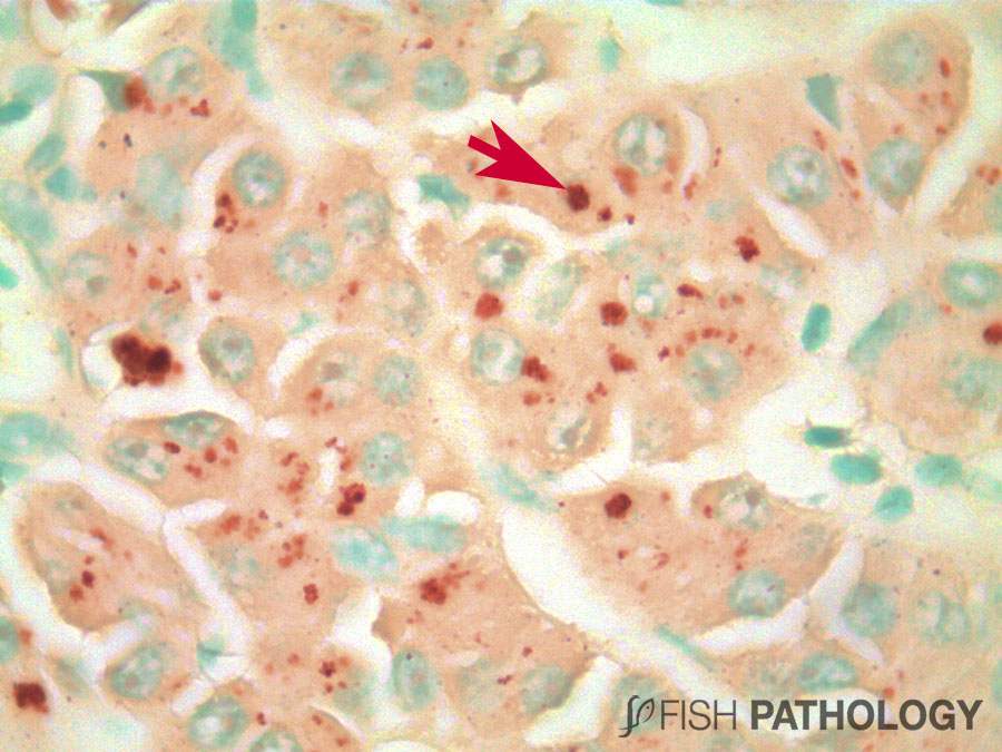 VehiceLab's tweet photo. Nueva actualización de "Toxicidad por cobre en peces" en #FishPathology. Para acceder al artículo completo haz click en el siguiente link: https://t.co/JdKdqPTb1s https://t.co/Z4PIlAQbTE