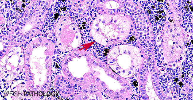 PathologyFish's tweet photo. New publication of "Copper Toxicity In Fish" in #FishPathology. For more information click here: https://t.co/Ust96swJGx https://t.co/EOkFpcRgnv