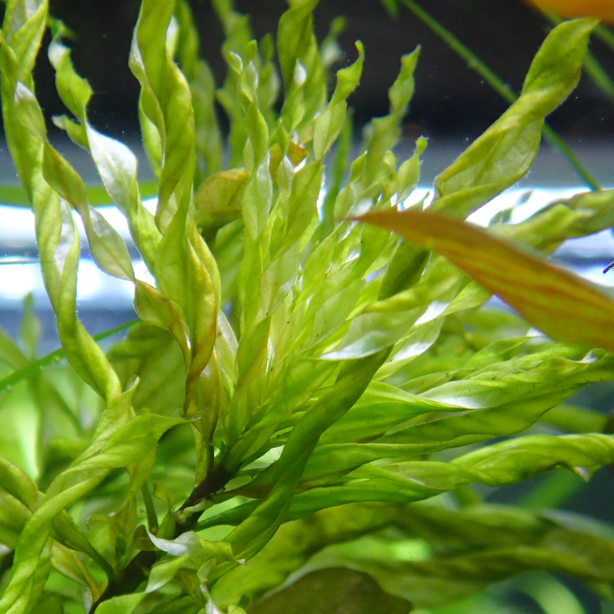 Aquarium Kind アマゾンハイグロ 名前こそ地味ですが この渋さ たまりません スタウロギネ Sp ポルトベーリョとそっくりさんですが 昔から流通する匍匐するハイグロフィラとして有名 環境により葉幅が変わります 細葉がシャープで凸凹がカッコいい