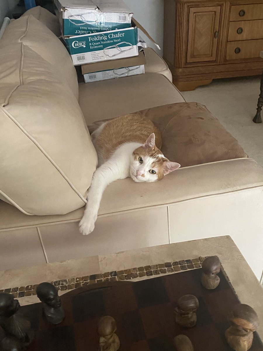 Dominictvradio's tweet photo. Dolche (my Maltese dog) kept eating the hot tuna that I put down to get the cat, Beyoncé back in the house while fearing the BEAR was going to make ME his meal last night. This went on for over an hour.  #cats https://t.co/WfQuilVd5n