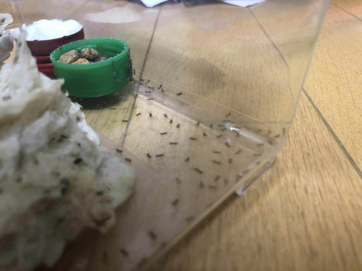 Nukkey_gecko's tweet photo. 生まれたぁぁ！！コオロギベイビー🦗
初めて孵化させたけど、これ冬場は大変かも💦 https://t.co/iFTnUkRV8a