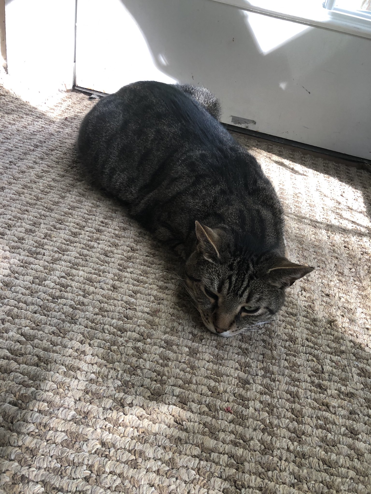 My big boy turns 10 today! Happy birthday, Nermal!!!    