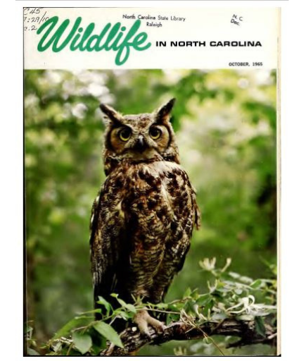 ForEverythingNC's tweet photo. Hoo’s ready to celebrate the #ArchivesWildlife #ArchivesHashtagParty? 📷 Oliver the Great Horned Owl. Cover of Wildlife in North Carolina, vol. 29, no. 10 (October 1965). #everythingNCDigital https://t.co/kOajIgI90y