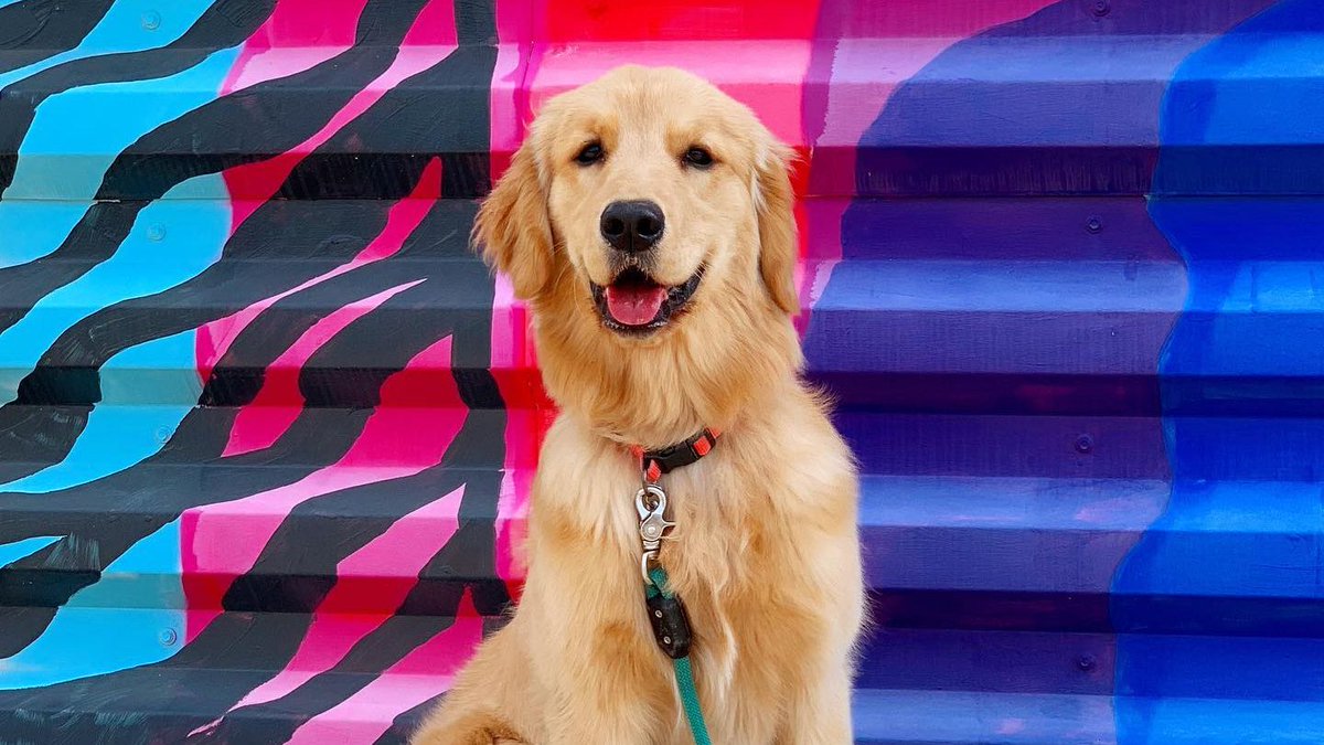 What are your plans for Labor Day Weekend? 
📷 @missgoldenbailey