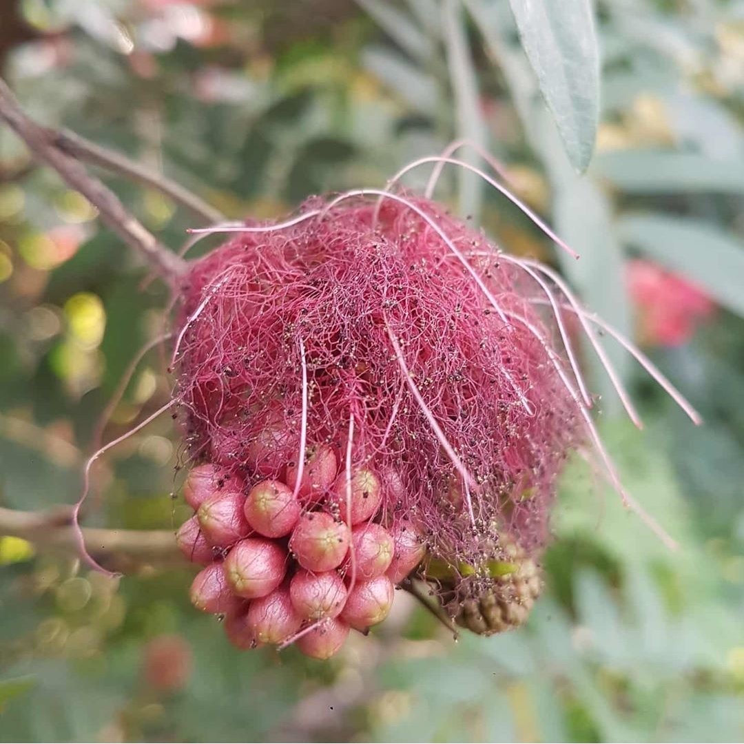 karen serrano tweet media