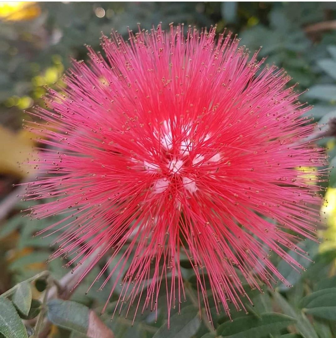 karen serrano tweet media