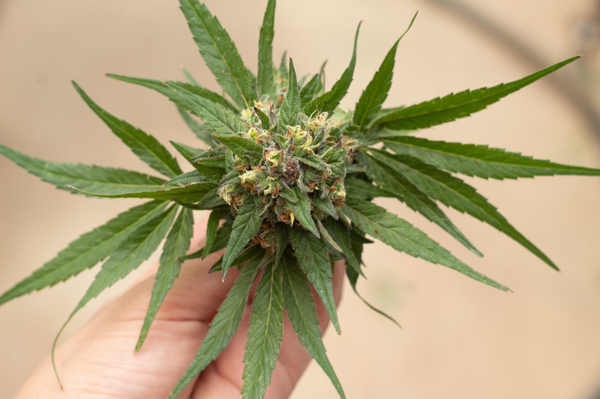 critical_39's tweet photo. CALLING ALL TRIMMERS 🚨 
We at Critical 39 are looking to add partners to our critical process that can provide top of the line trimming of our premium hemp flower.

If you/your company are in CA, CO, OR, IL, WI, KY, TN, FL or NY - We want to talk to you!!

Samples@critical39.com https://t.co/DY2UPu2CeT