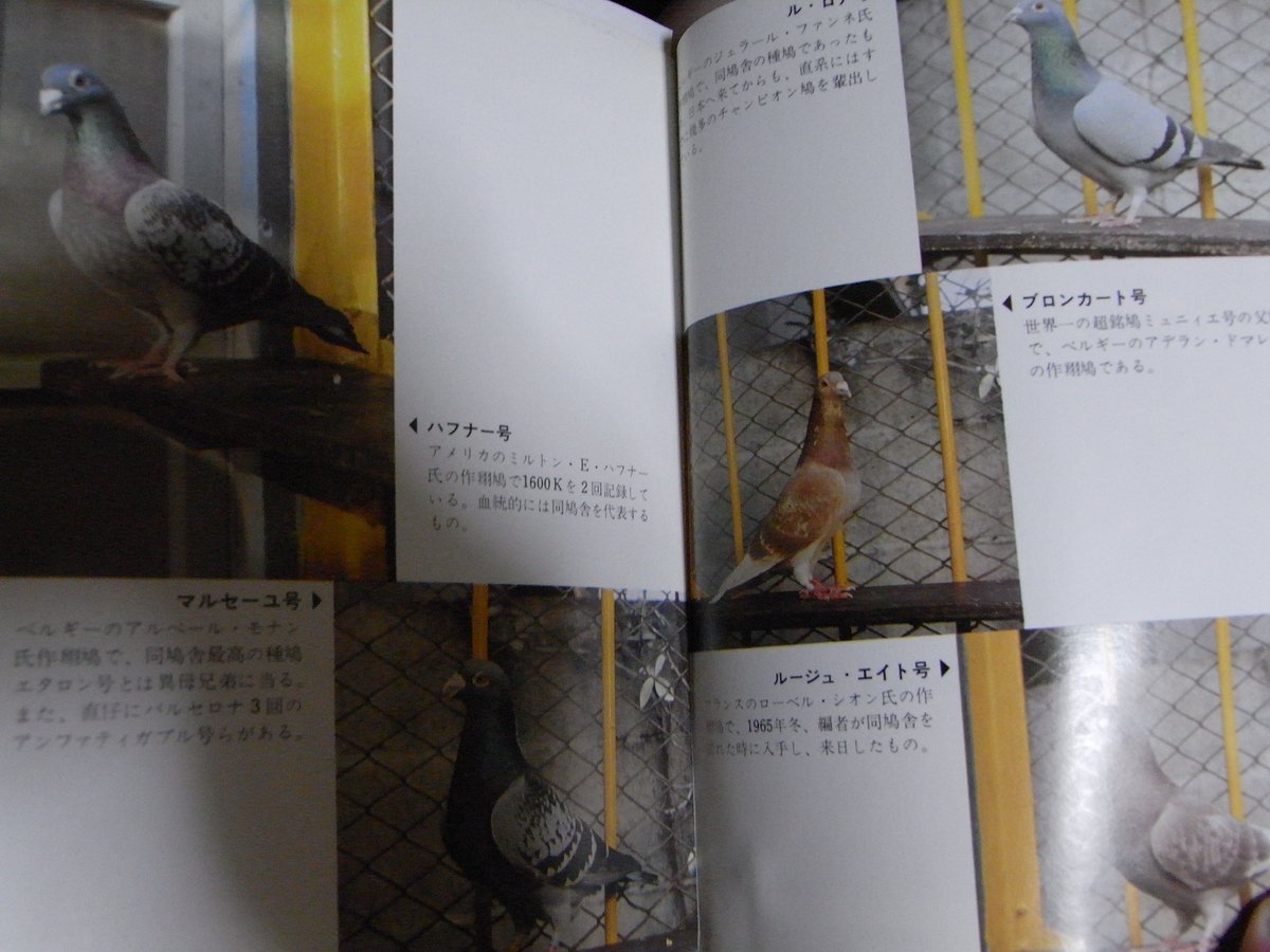 キジバト 鳩通信班 Cv 荘 真由美 ドバトとレース鳩 の違いはあるが 同じカワラバトに変わりないので 時に区別がつかない しかし こうやって 鳩の本 宮沢和男 鳩レース必勝百科 を見ると ルージュ エイト号はムキムキだし ル ロア号の超 キジバト 鳩通信班 Cv 荘 真由美 ドバトとレース鳩 の違いはあるが 同じカワラバトに変わりないので 時に区別がつかない しかし こうやって 鳩の本 宮沢和男 鳩レース必勝百科 を見ると ルージュ エイト号はムキムキだし ル ロア号の超