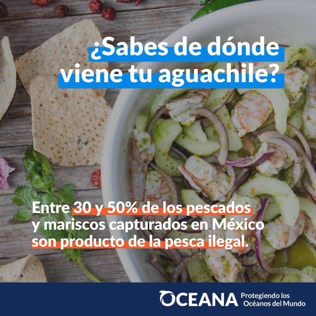 OceanaMexico's tweet photo. La #PescaIlegal afecta a todos: pescadores, consumidores, restauranteros y, por supuesto, a nuestras especies marinas. Para combatirla se necesita más que la participación de @SEMAR_mx. Aquí nuestras propuestas: https://t.co/obWcZogo2N https://t.co/nWKPqmlG5s