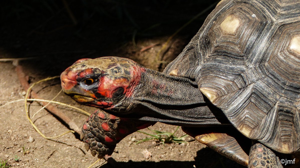 jmfalcucci's tweet photo. Bon #Weekend !
#Tortue Charbonnière à Tête Rouge
#ACupulatta #turtlepark #Ajaccio #Turtle #Corse #Corsica #Island #Photography https://t.co/NndZhz8kr4