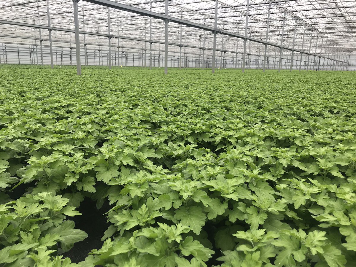 Mooie vergezichten met planten over de grens in Emsbüren 🇩🇪<a href="/emsflower/">Emsflower</a> <a href="/iperen_nl/">Van Iperen</a> #tuinbouw #potplanten