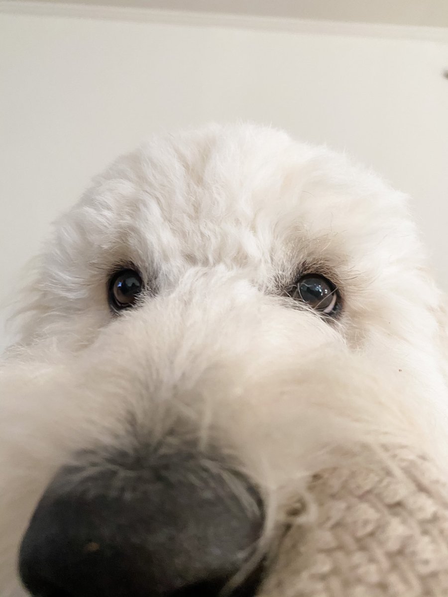 WacoDood's tweet photo. Did you say that Mom is going to be gone ALL WEEKEND??? What are we gonna do without her??? #worried #goldendoodle https://t.co/JiUHFAqLtW