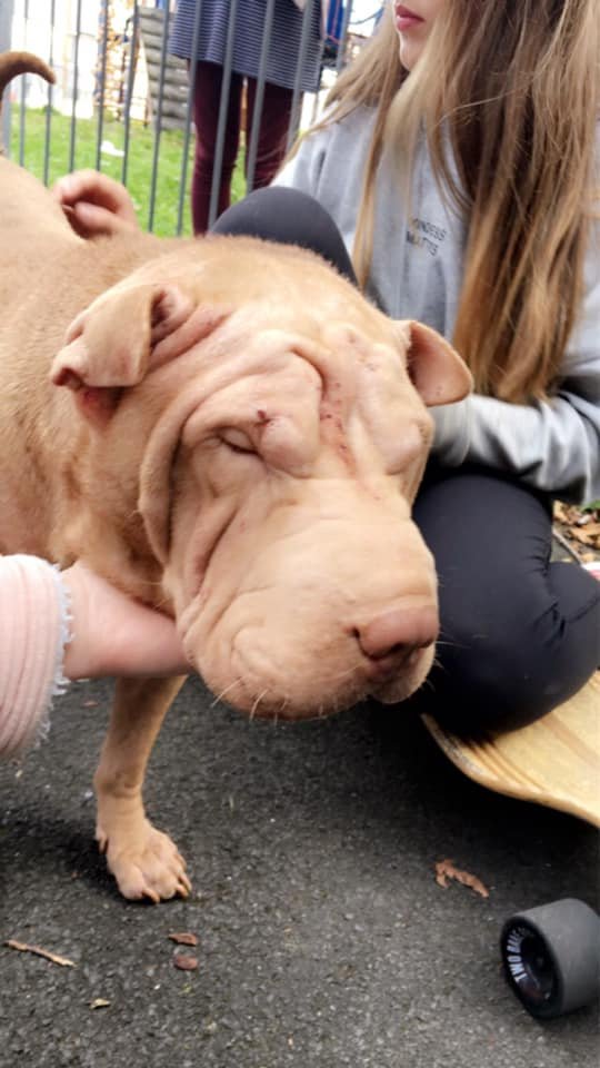 gelert01's tweet photo. #ShaPei ‼️FOUND‼️ #BANGOR #GWYNEDD #NORTHWALES
Copied: Anyone lost a dog Bangor?? Apparently she gave birth last night
@MissingPetsGB @rosiedoc666 @veryluckypugs @RachaelB100 @ChrstinaKelly @KarenFi51820768 @PetsLocated @Lorrain90964806 @lorraineholt @lo https://t.co/7W0tI5MZTa