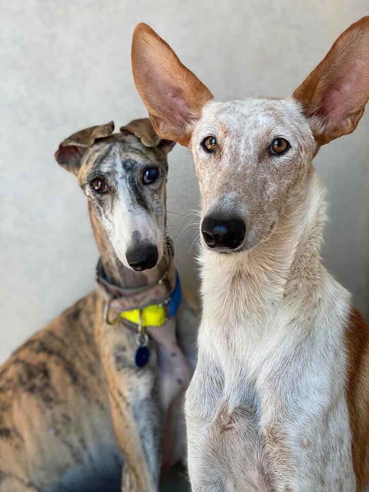 GalgosdelSol's tweet photo. Maxx &amp; Valencia ❤️ just how gorgeous? 😍🥰❤️ https://t.co/QQUb49hmVK