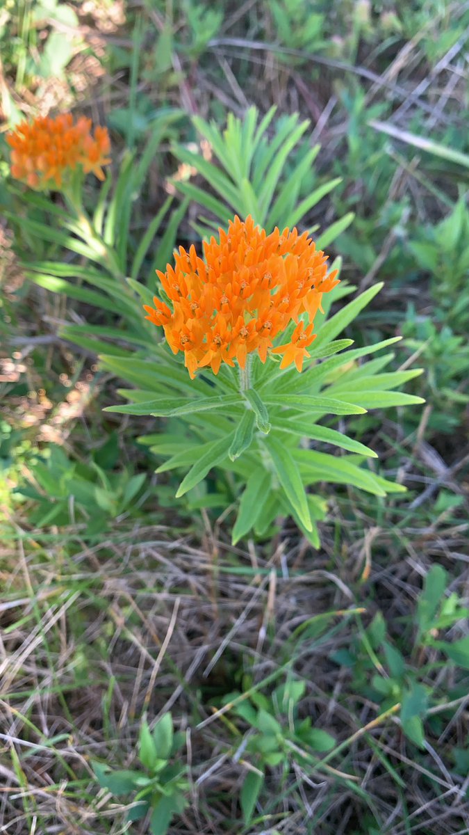 Jureysclassroom's tweet photo. Today was our first APES ecotour. There is nothing I enjoy more than getting to take my students outside to experience nature. https://t.co/JxeXHeOv4C