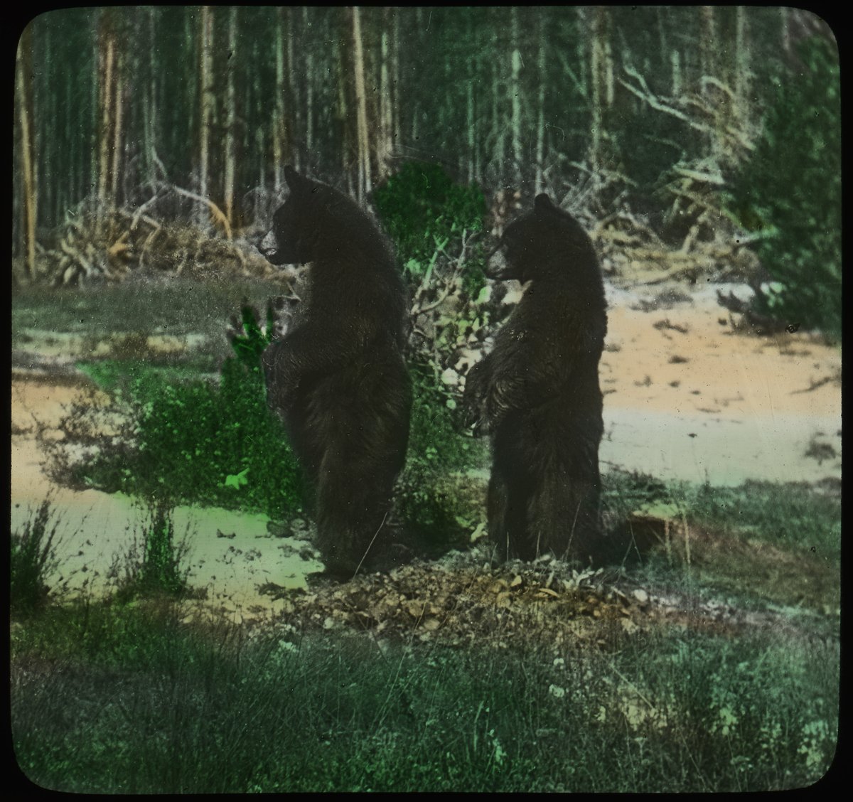 Enjoying these adorable twin bear cubs photographed for a glass lantern slide circa 1900 [MSA SC 182-1-1685]. George Forbes presented his slides at public lectures, especially in his hometown, Annapolis. Would he have liked Zoom?  #ArchivesWildlife #ArchivesHashtagParty #Maryland