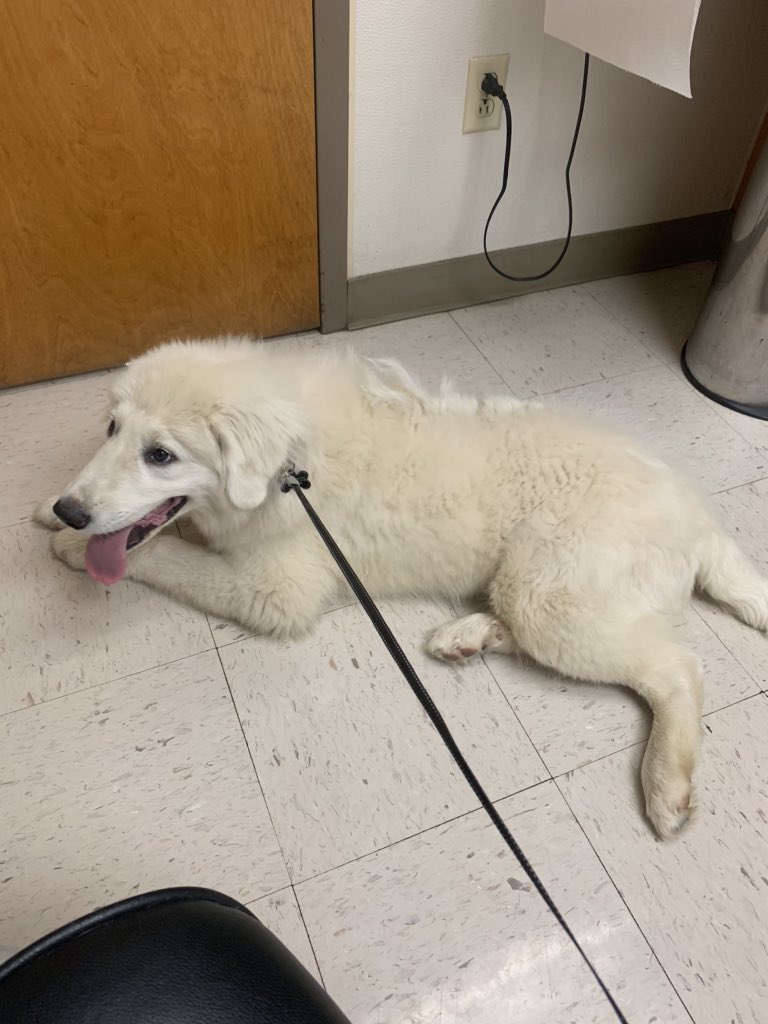 GreatPyrMomma's tweet photo. Got some more puppy shots today! LOVED riding in the car & was so well behaved for the vet during the shots!!
#greatpyrenees #puppy #vetsoffice #puppyshots #dogmom #momlife #puppylife #greatpyrpuppy #5months https://t.co/Z4SP4TI1kV