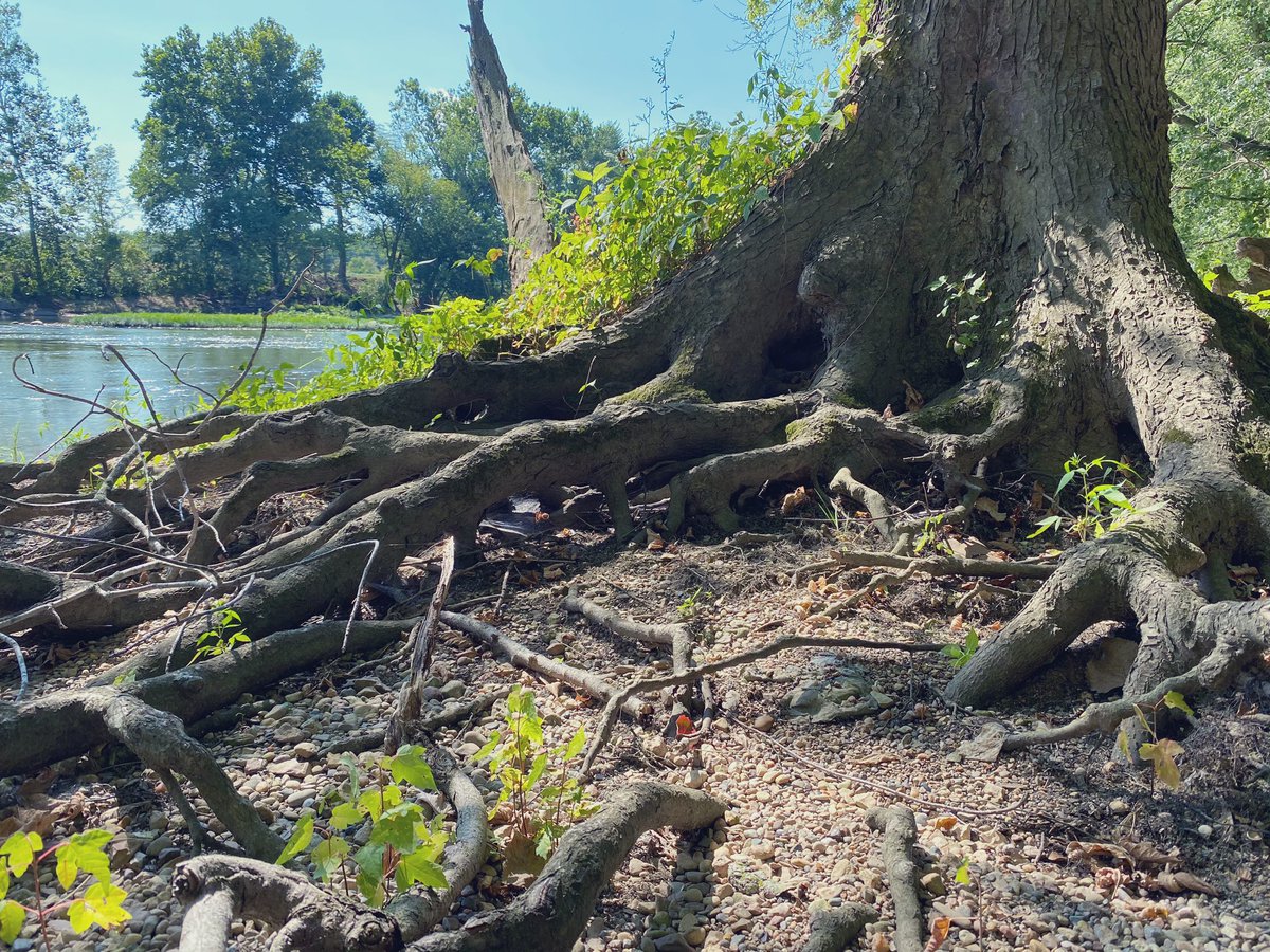 TheUrbanAnimist's tweet photo. You speak in many ways to me,
I stand in awe of what I see, 
you grand and towering sacred tree.
Your roots run deep and keep you strong,
And through your branches I hear your song,
You show me exactly where I belong.
-The Urban Animist #Animism #pagan #Natureworship  #Magic https://t.co/6vp4I2ggev