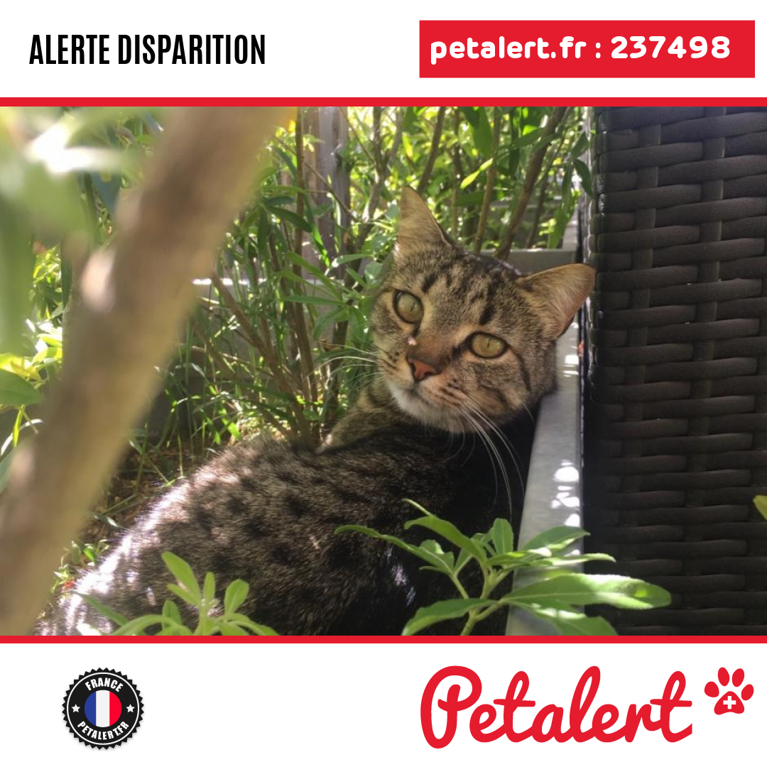 petalert_france's tweet photo. Disparu #Chat #PuyDeDome #Mezel #Petalert  #PetAlert63 / https://t.co/oBuhAlS2Es https://t.co/b0qKRRQloG