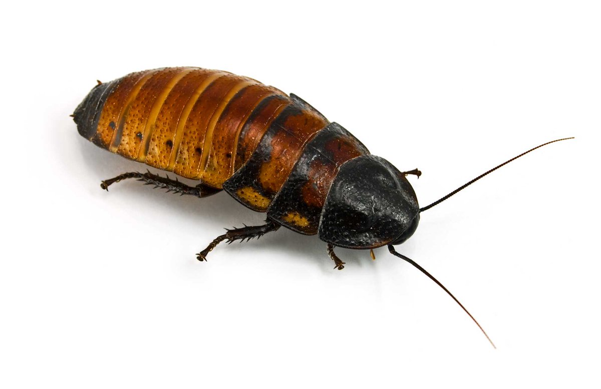 LRES_STEAM's tweet photo. The Madagascar hissers had babies! These exotic insects make the perfect container pet. They are extremely low maintenance, intrigue friends, cannot fly, and cannot bite, pinch or sting. Also, they require human care, making them incapable of infestation. FREE for a good home! https://t.co/lZt1gTJVAs