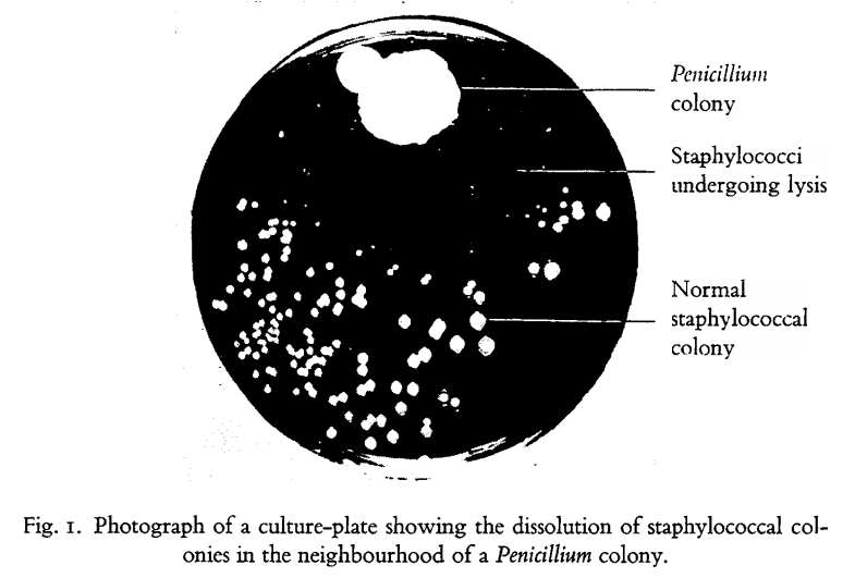 It was dotted with colonies, save for one area where a blob of mold was growing. The zone immediately around the mold—later identified as a rare strain of Penicillium notatum—was clear, as if the mold had secreted something that inhibited bacterial growth.