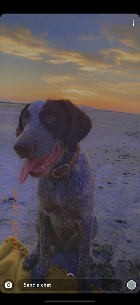 RankRider99's tweet photo. Yo if my dog don’t like you. I don’t like you. Simple https://t.co/UXlphL58x4