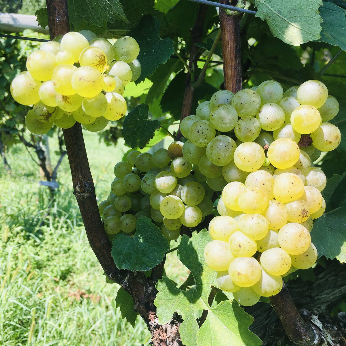 th_jefferson's tweet photo. It’s been a tough year in the vineyard with all the rain but our Chardonnay is coming along nicely. Hopefully we can pick next week at the end of this dry spell...🤞 https://t.co/BeH4w7cSNF