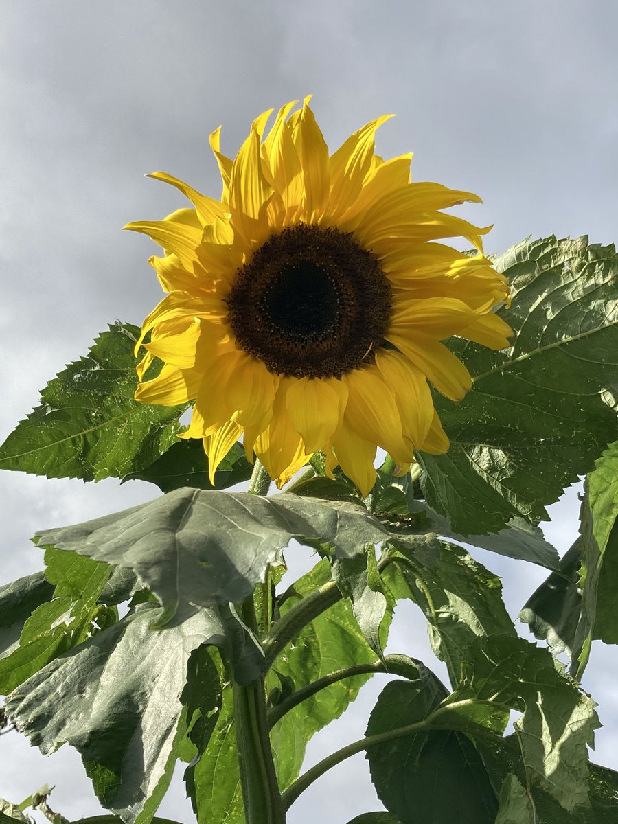 bridsunflower's tweet photo. 9 foot plus 🌻😊 https://t.co/skUibJB1Ys