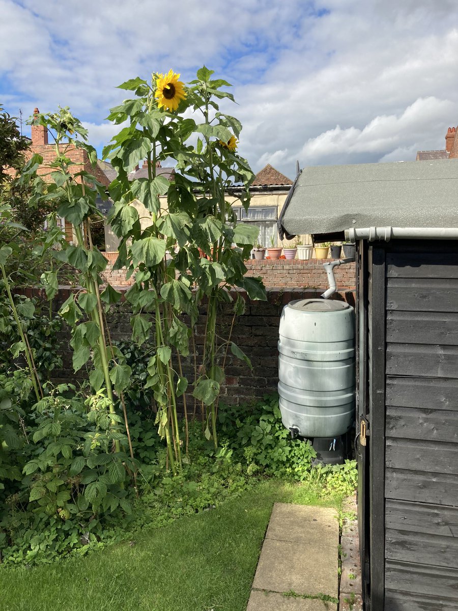 bridsunflower's tweet photo. 9 foot plus 🌻😊 https://t.co/skUibJB1Ys
