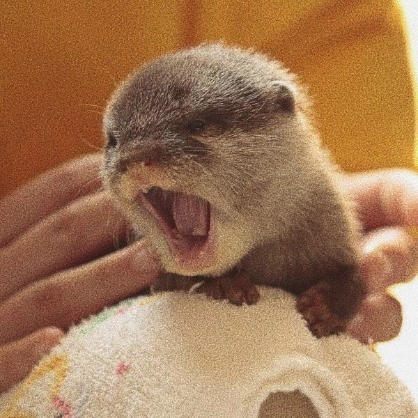 yawns in tiny 