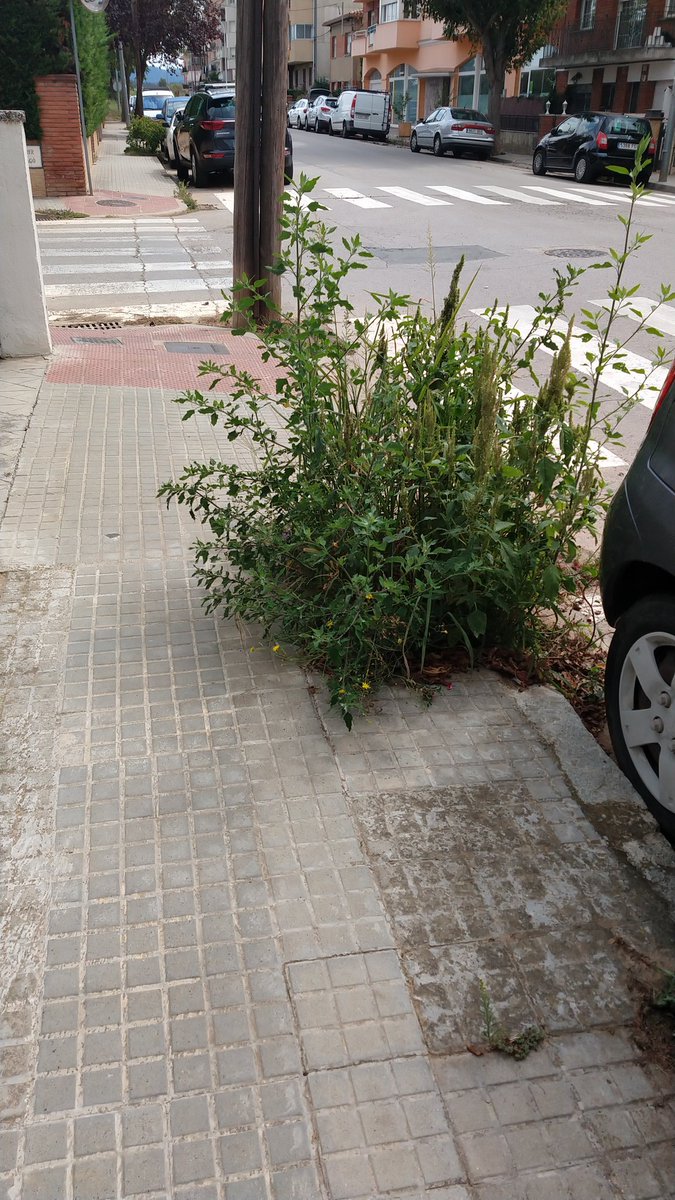 CoderchGemma's tweet photo. @ajcardedeu Bona tarda, als veïns de l'Eduard Corbella cantonada carrer Aragó, també ens agradaria tenir arbres i no males herbes que no deixen passar ni per la vorera.  No tenim eines per tallar-les. Aviam si a la propera compra d'arbres penseu amb nosaltres. Gràcies. https://t.co/ZGHqkrjktC