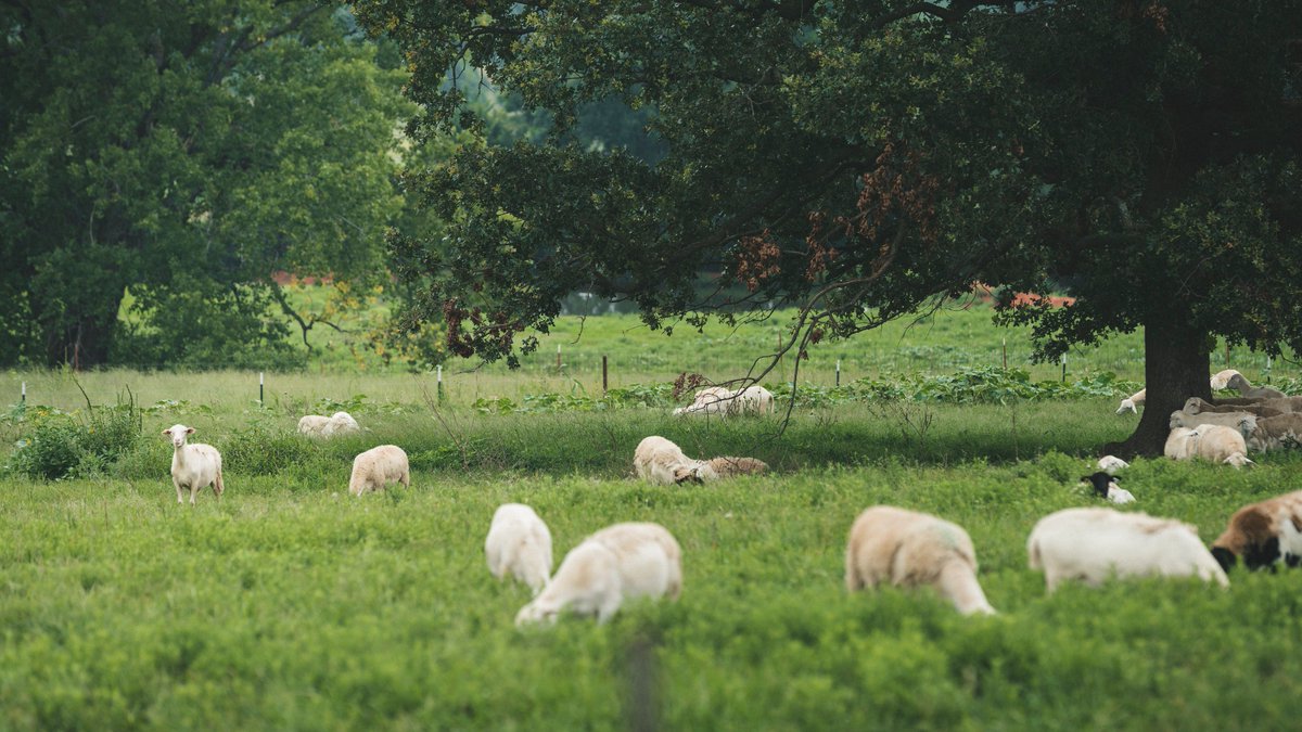 CapraFoods's tweet photo. Take a look at all the lush green land that our sheep are free to graze on each day.  Plenty to go around! 

Don’t forget to swing by our online store and order some 100% grass-fed, all natural certified Dorper lamb.

#thedorperdifference #regenerativeagriculture  #pastureraised https://t.co/WzhD4zMZ1v