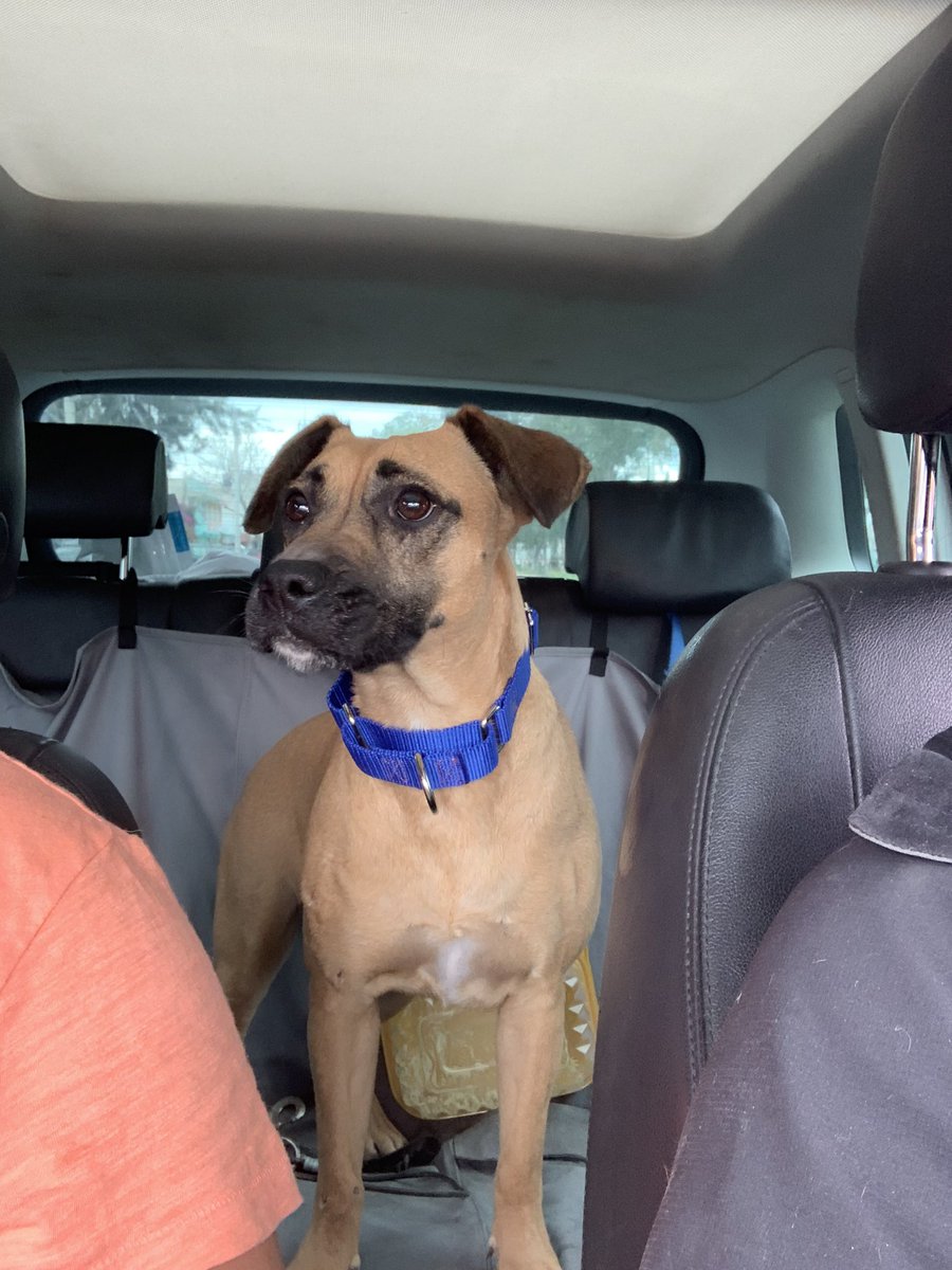LunaAdopta's tweet photo. Soy Anastasia, me recuerdan ? 

Rescatada hace casi un año por la brigada con la pata desecha y toda descalabrada, vinieron por mi al albergue para empezar a ir a petco 🐾❤️
Esperando encontrar a mi familia 🥰

#adopcioneslunaytamara #adoptanocompres #esteriliza #rescuedog https://t.co/XWNlMbNlja