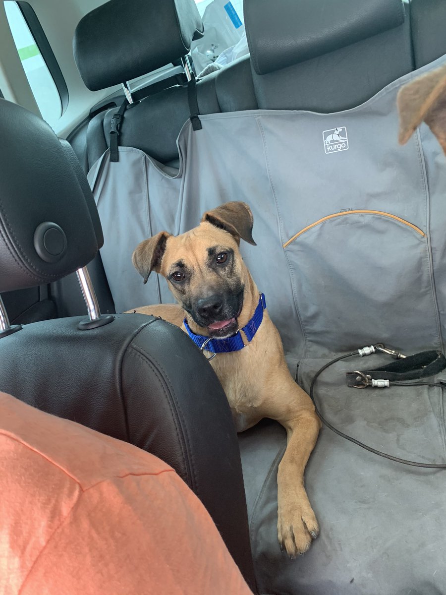 LunaAdopta's tweet photo. Soy Anastasia, me recuerdan ? 

Rescatada hace casi un año por la brigada con la pata desecha y toda descalabrada, vinieron por mi al albergue para empezar a ir a petco 🐾❤️
Esperando encontrar a mi familia 🥰

#adopcioneslunaytamara #adoptanocompres #esteriliza #rescuedog https://t.co/XWNlMbNlja