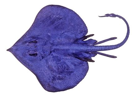 FinsUnited's tweet photo. Happy #FlatSharkFriday from #TFUI! The blue skate, Notoraja azurea, is a small, brilliantly coloured sapphire skate. Reaching a maximum of 65 cm in length, they mature at around 53 cm.

More about these #flatsharks: https://t.co/updGFw0S9f https://t.co/0ZxhI4Nkcq